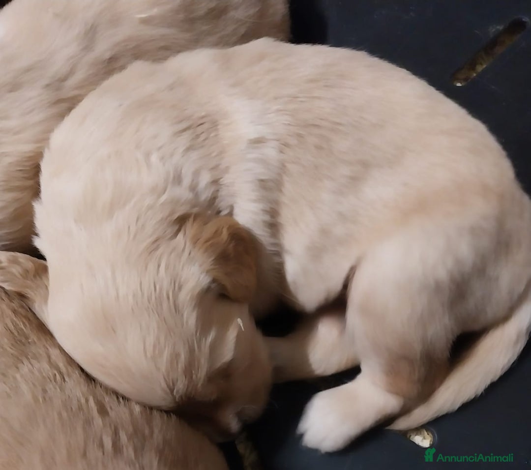 Golden Retriever cani in vendita: Cuccioli di Golden Retriever disponibili - Annuncio 2