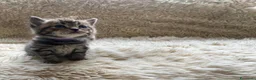 Maine Coon gatti in vendita: Adorabili Gattini F/M - Annuncio 8
