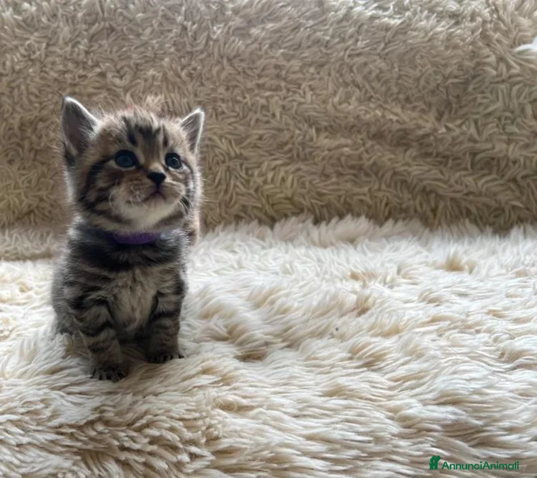 Maine Coon gatti in vendita: Adorabili Gattini F/M - Annuncio 2