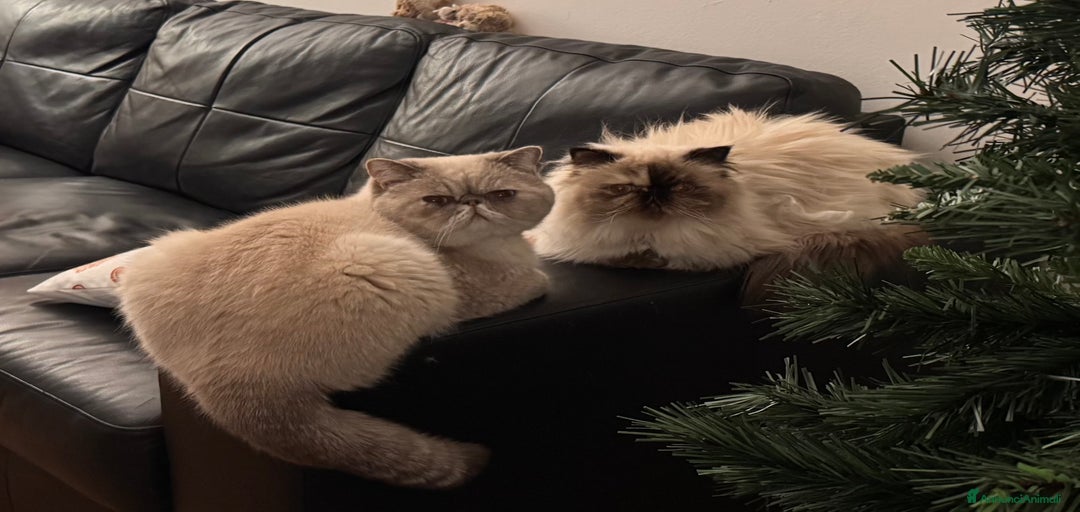 Immagine della galleria {{count}}