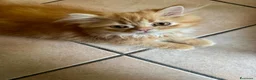 Persiano gatti in vendita: Persiano rosso vivace e coccolone - Annuncio 2