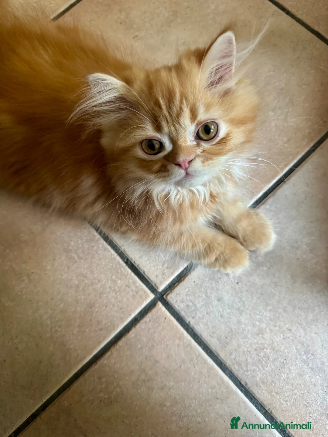 Persiano gatti in vendita: Persiano rosso vivace e coccolone - Annuncio 2