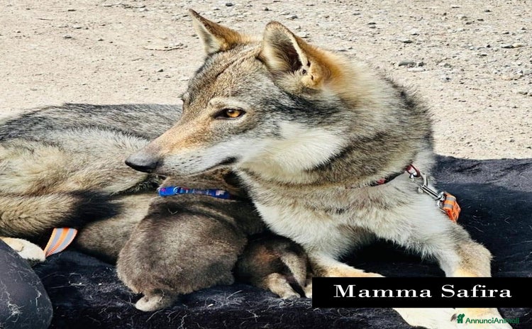 Lupo Cecoslovacco cani a Provincia di Cremona - Annuncio 2