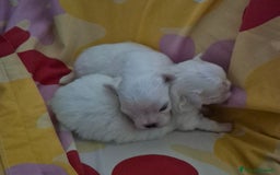 Maltese cani in vendita: Mini maltese coreano  a Provincia di Padova - Immagine 4