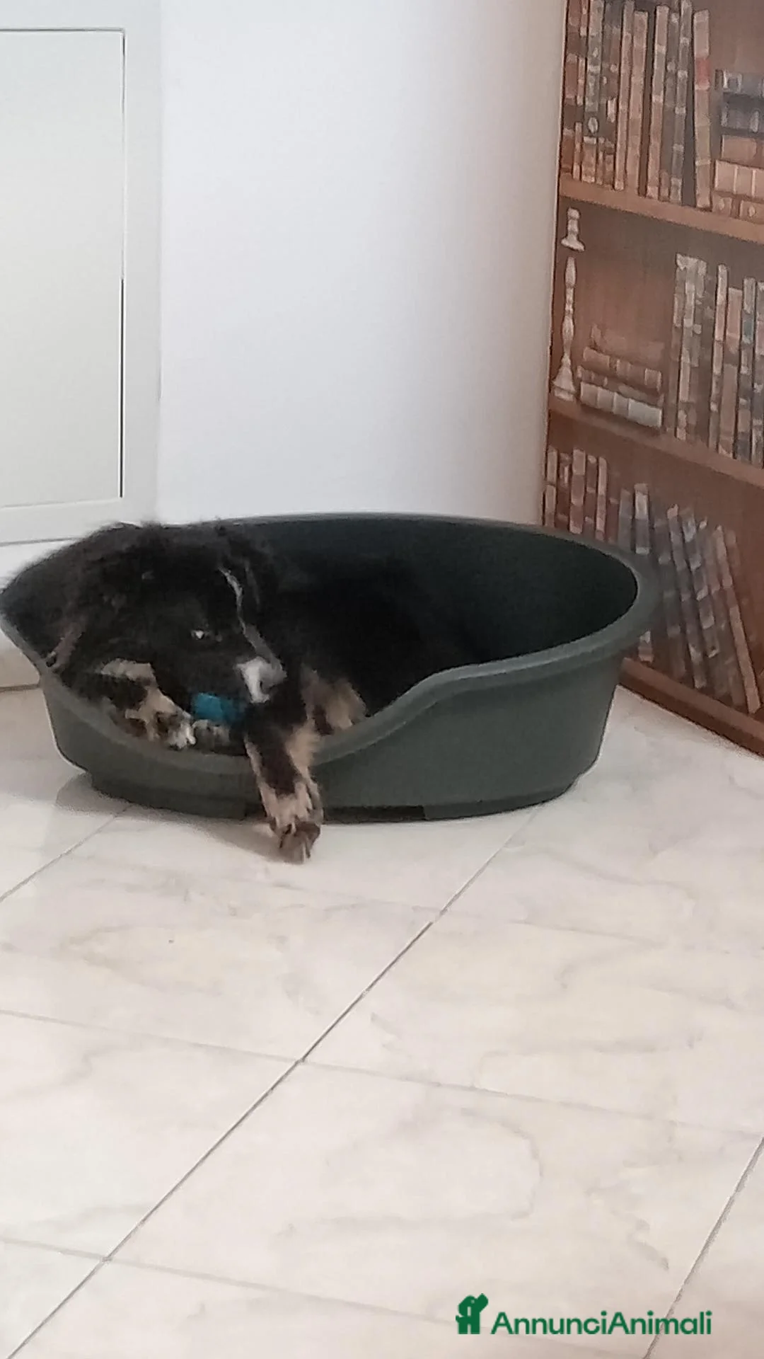 Meticcio cani in regalo: Regalo Maschio meticcio 2 anni e mezzo a Provincia di Avellino - Annuncio 5