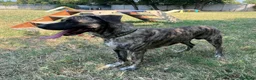 Meticcio cani in regalo: VITO CERCA CASA - Annuncio 5