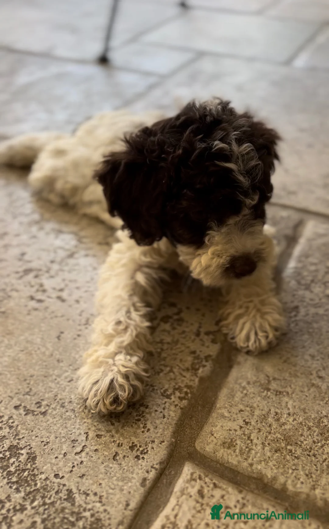Lagotto cani in vendita: Cuccioli lagotto romagnolo  - Annuncio 14