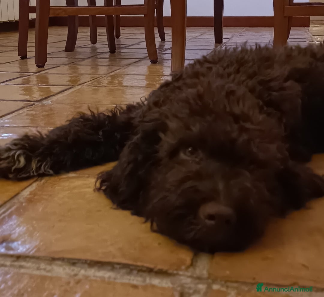 Lagotto cani in vendita: Cucciola di Lagotto Romagnolo con Pedigree  a Provincia di Chieti - Immagine 3