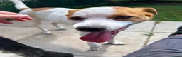 Meticcio cani in regalo: DEVID, simpatico simil Jack russel - Annuncio 2