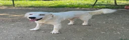 Meticcio cani in regalo: IL DOLCE OSLO - Annuncio 5