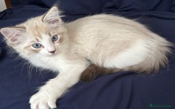 Ragdoll gatti in vendita: Ragdoll cucciolo  a Provincia di Varese - Immagine 3