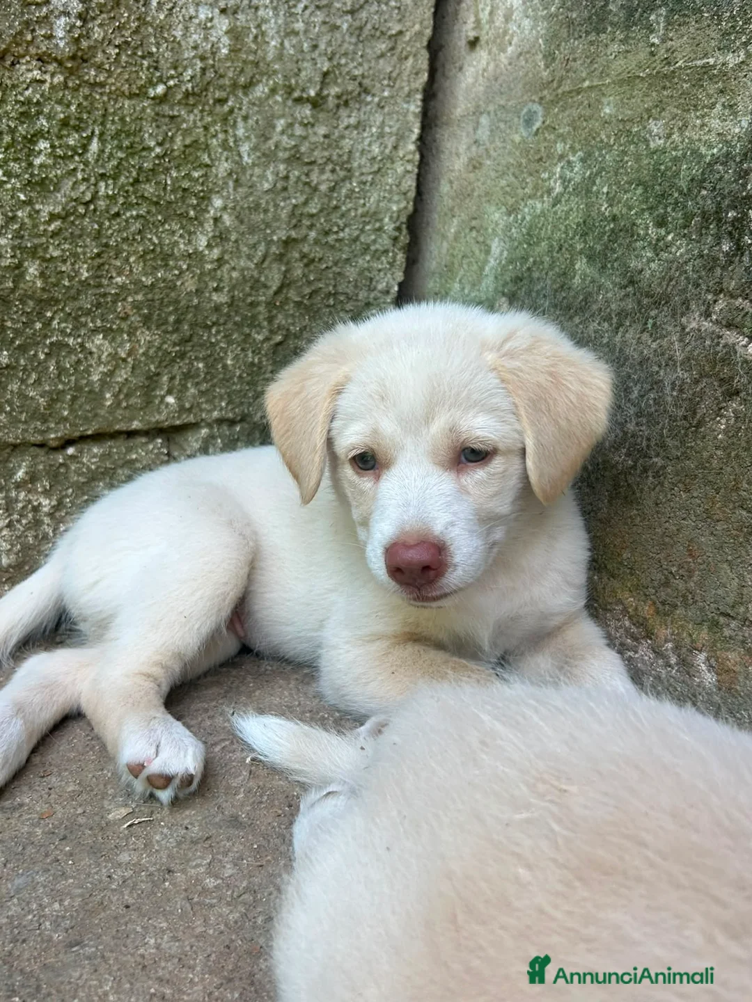 Meticcio cani in regalo: Chiara cerca casa 💙 - Annuncio 8