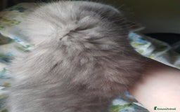 Exotic Shorthair gatti in vendita: Maschio exotic a Province of Pisa - Immagine 2