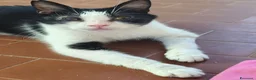 Meticcio gatti in regalo: Elettra la dolce - Annuncio 7