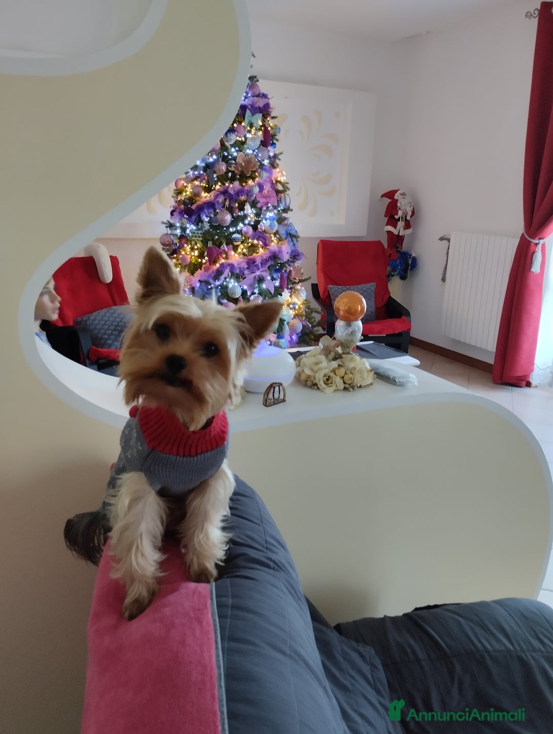 Yorkshire cani per accoppiamento: Maschio Yorkshire Toy per accoppiamento a Provincia di Brescia - Annuncio 13