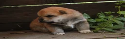 Shiba Inu cani in vendita: Shiba -inu cuccioli con pedigree  - Annuncio 2