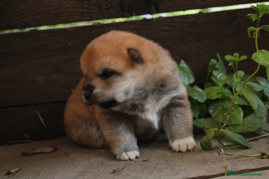 Shiba Inu cani in vendita: Shiba -inu cuccioli con pedigree  - Annuncio 2