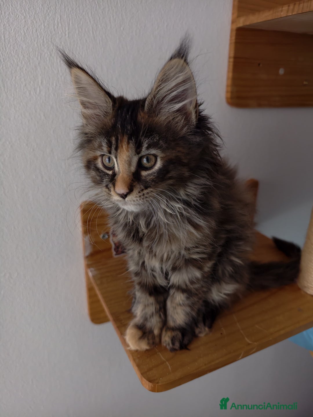 Maine Coon gatti in vendita: Bellissima cucciola Maine Coon  - Annuncio 4