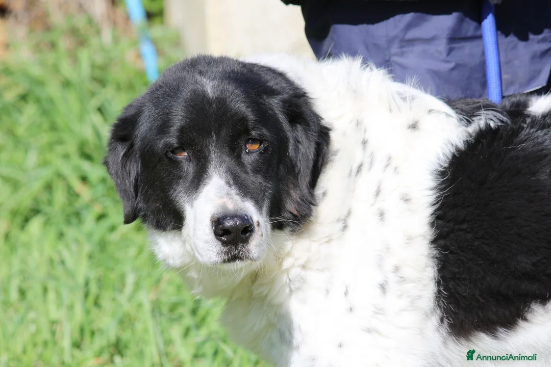 Meticcio cani in regalo: Panda dolce cagnolone in adozione  - Annuncio 2
