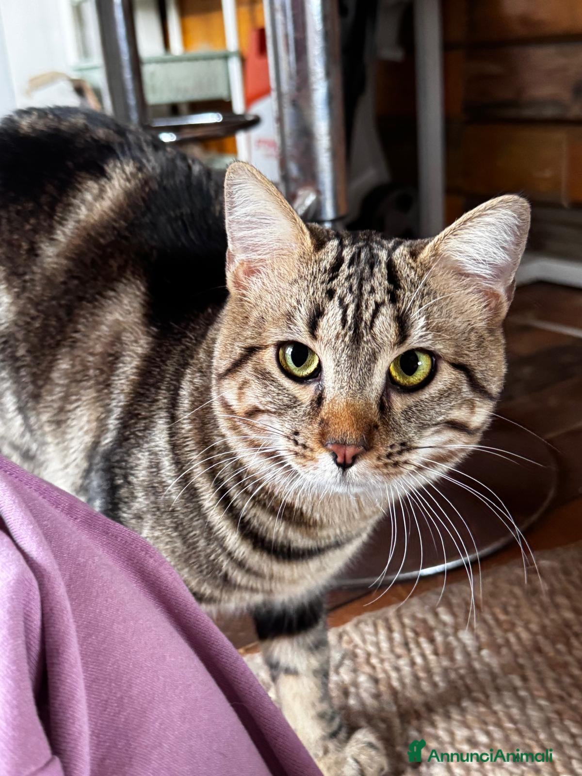 Meticcio gatti Gas .. - Annuncio 1