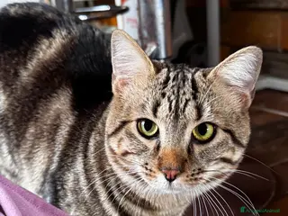 Meticcio gatti Gas .. - Annuncio 3