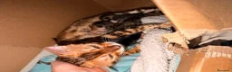Bengala gatti in vendita: Cuccioli di Bengala - Annuncio 10