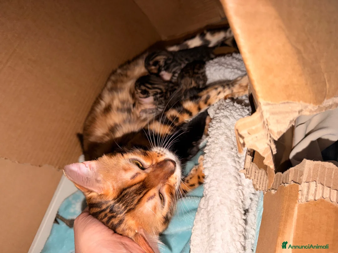 Bengala gatti in vendita: Cuccioli di Bengala - Annuncio 10