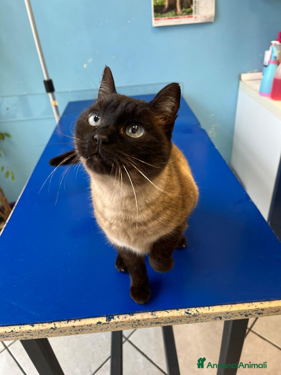 Siamese gatti in regalo: Gatta siamese in adozione - Annuncio 3