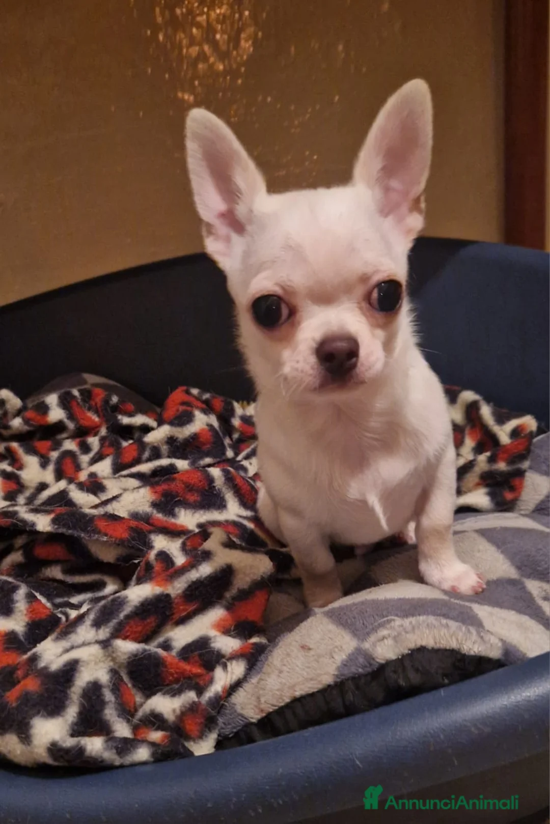 Chihuahua cani in vendita: Chihuahua a Provincia di Pesaro e Urbino - Annuncio 2