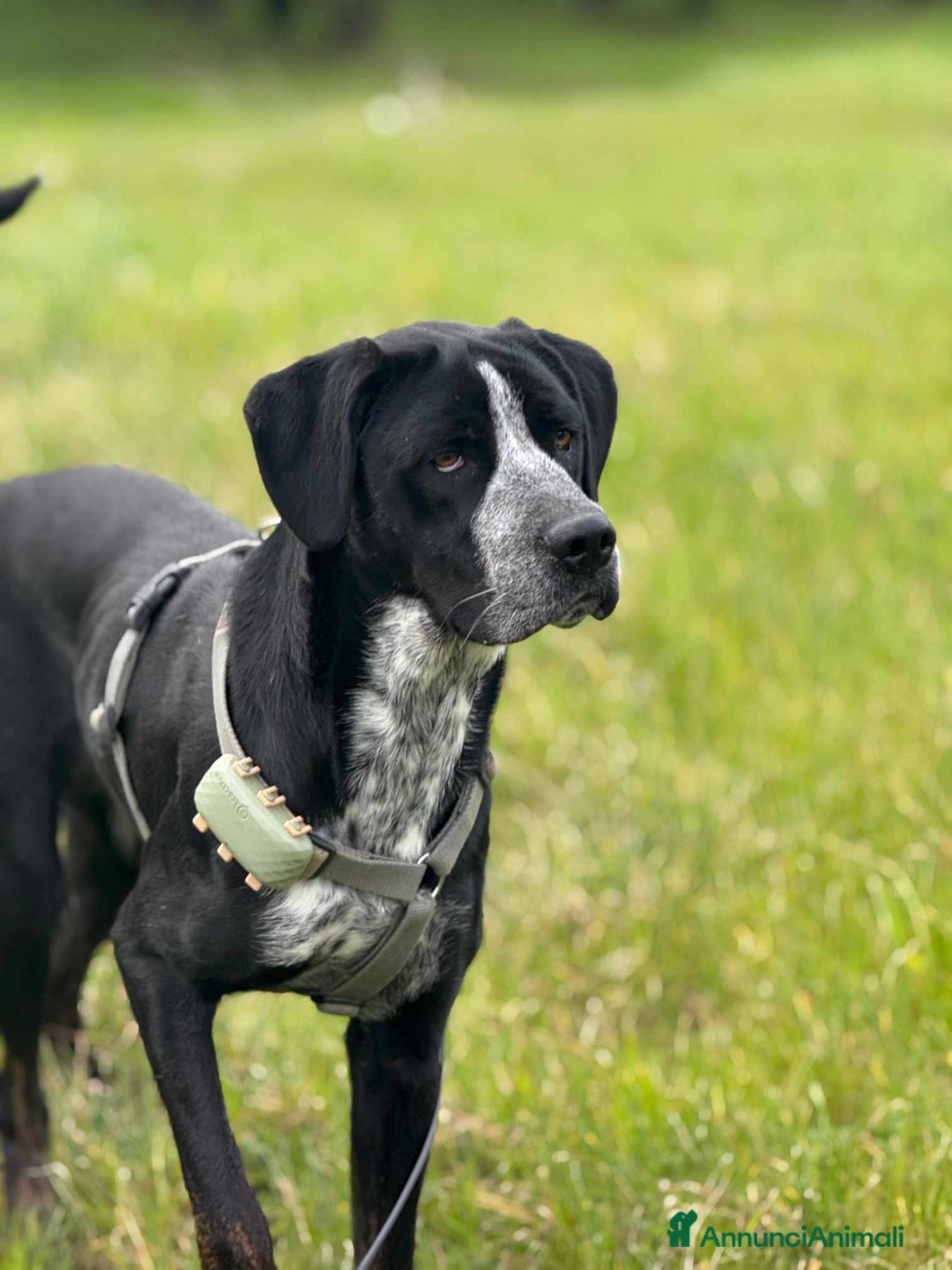 Meticcio cani in regalo: KATY, cucciolona SUPER SIMPATICA! - Annuncio 11