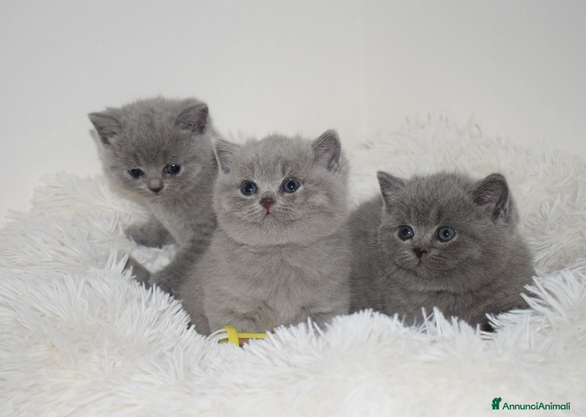 British gatti BRITISH Shorthair BLU - Annuncio 3