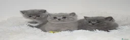 British gatti in vendita: BRITISH Shorthair BLU - Annuncio 7