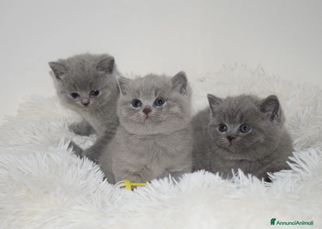 British gatti in vendita: BRITISH Shorthair BLU - Annuncio 1