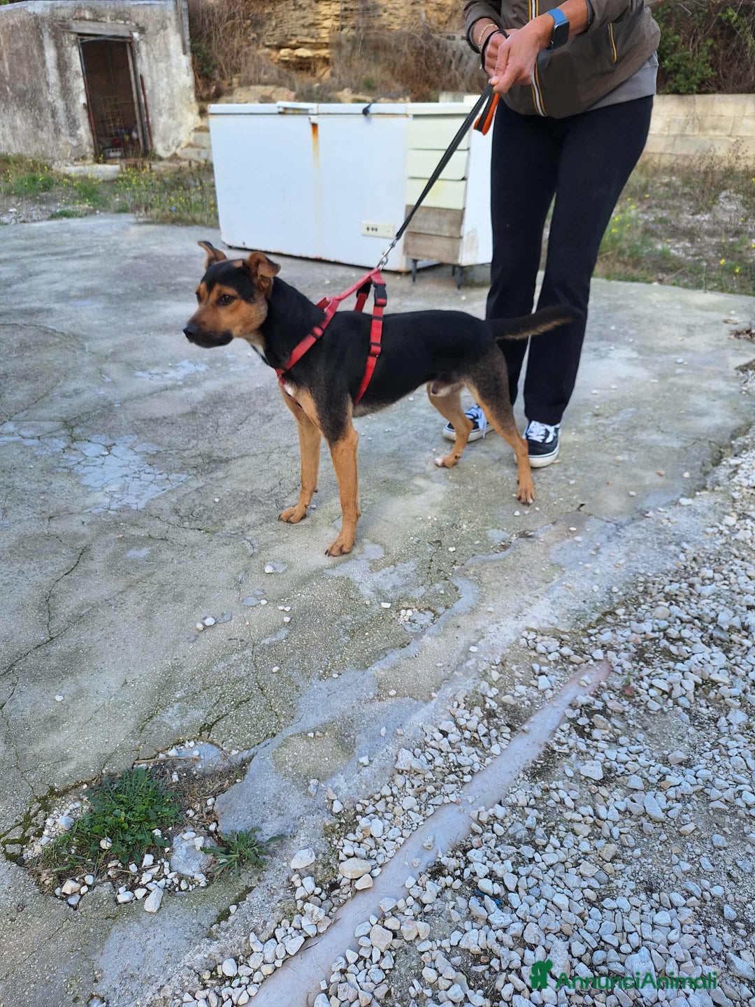 Meticcio cani in regalo: Dolcissimo cagnolino in adozione  - Annuncio 3