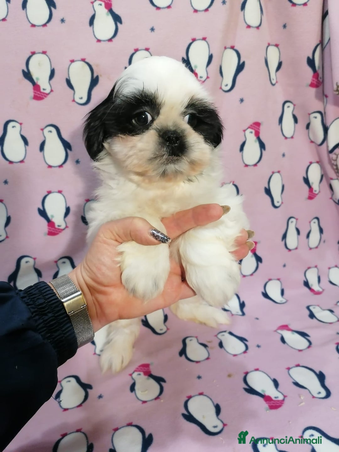 Shih Tzu cani in vendita: Shih Tzu imperiale cuccioli - Annuncio 10