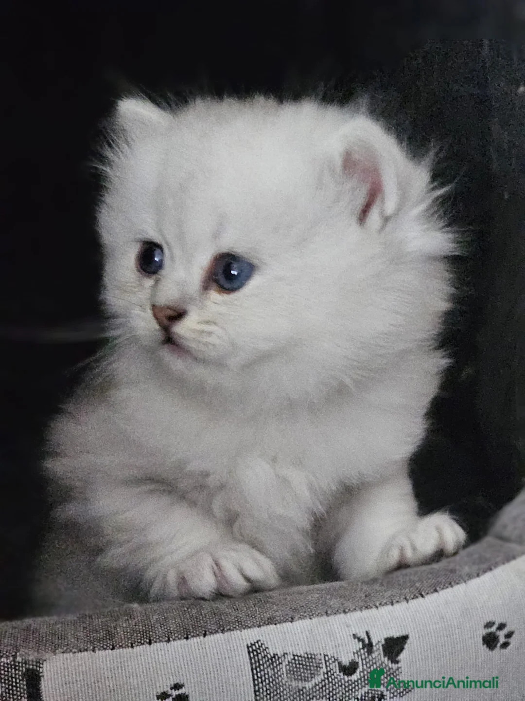 British gatti in vendita: British longhair - Annuncio 2