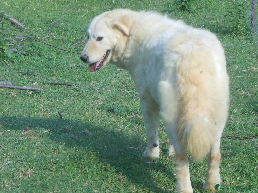 Pastore Maremmano cani in vendita: cuccioli di pastore maremmano abruzzese  - Annuncio 23