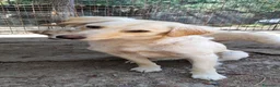 Meticcio cani in regalo: Dalia aspetta te......  a Provincia di Como - Annuncio 2