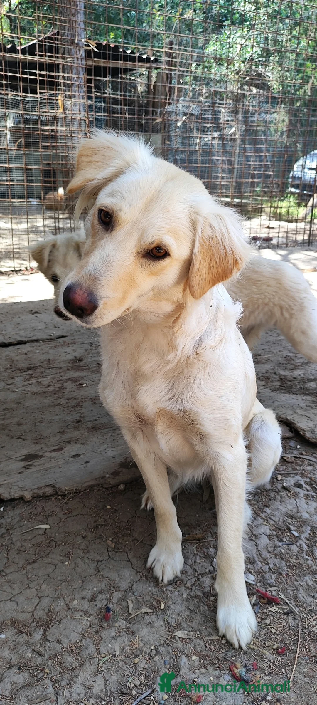 Meticcio cani in regalo: Dalia aspetta te......  a Provincia di Como - Annuncio 2