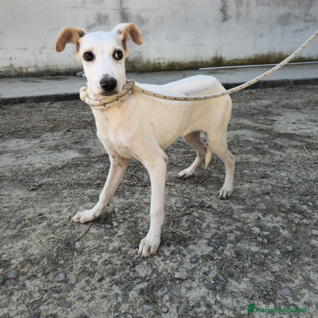 Meticcio cani in regalo: BEATRICE, IRENE E SUSY, - Annuncio 3