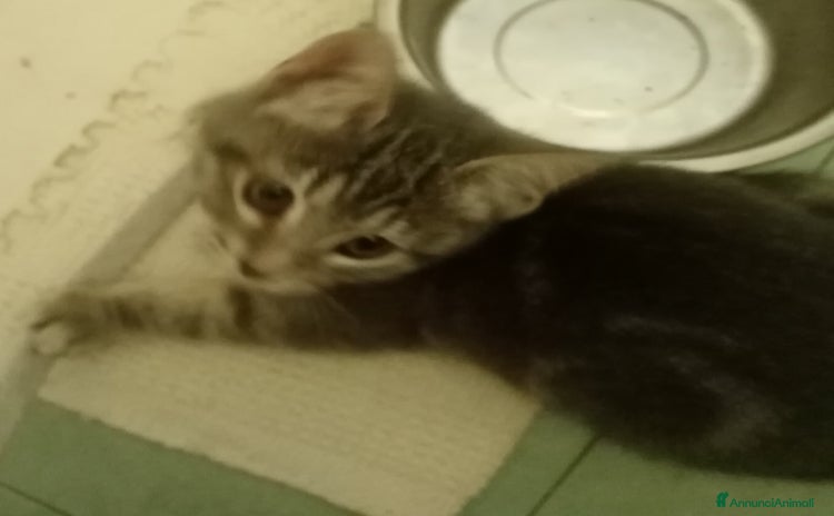 Europeo gatti Dolcissima grigetta - Annuncio 19