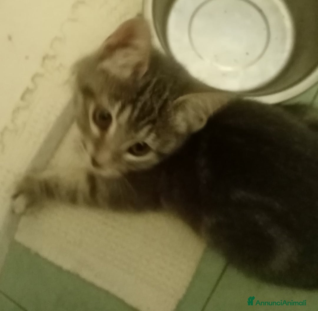 Europeo gatti in regalo: Dolcissima grigetta - Annuncio 1