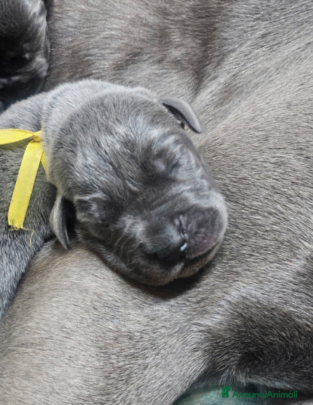 Alano cani in vendita: Cuccioli di alano blu da Allevamento Riconosciuto  - Annuncio 10