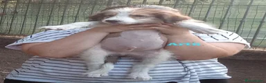 Artù