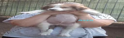 Pastore Asia Centrale cani in vendita: Cuccioli Pastore Asia Centrale - Annuncio 13