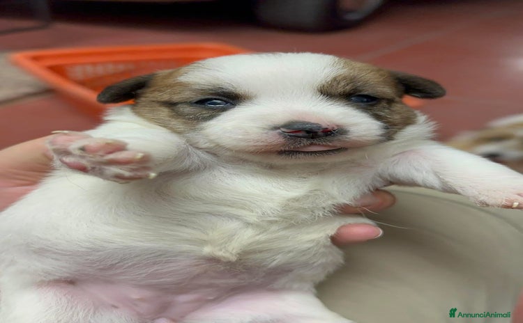 Jack Russell cani a Provincia di Pescara - Annuncio 6