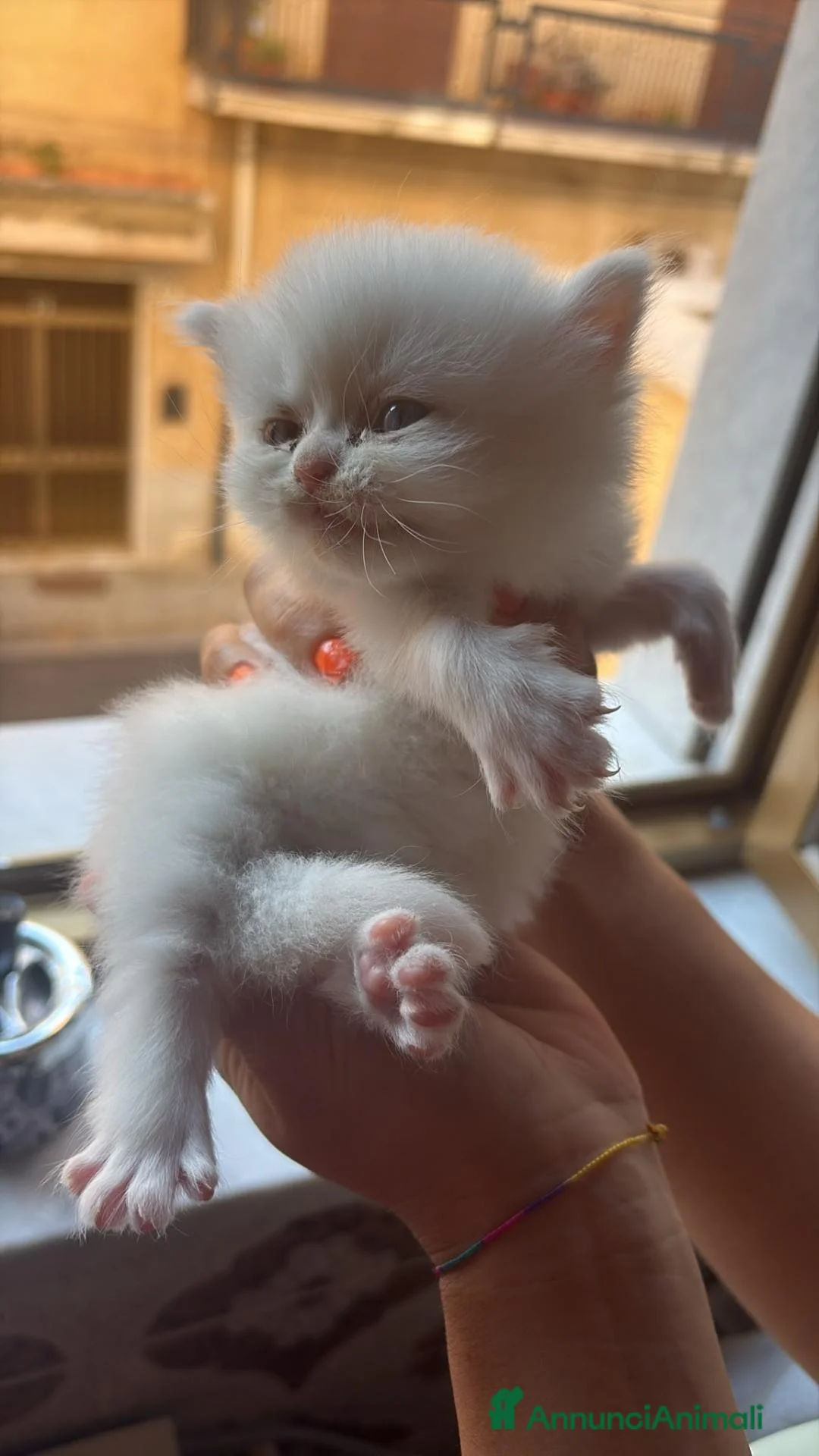 Persiano gatti in vendita: Gattini persiani normotipo  - Annuncio 1