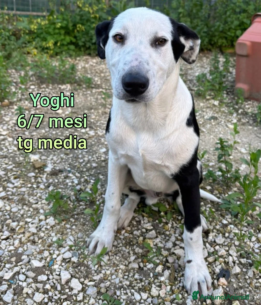 Meticcio cani in regalo: CUCCIOLI BISOGNOSI IN CERCA D'AMORE  a Provincia di Prato - Annuncio 10