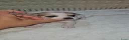 Chihuahua cani in vendita: Chihuahua maschio toy a Città Metropolitana di Bologna - Annuncio 9