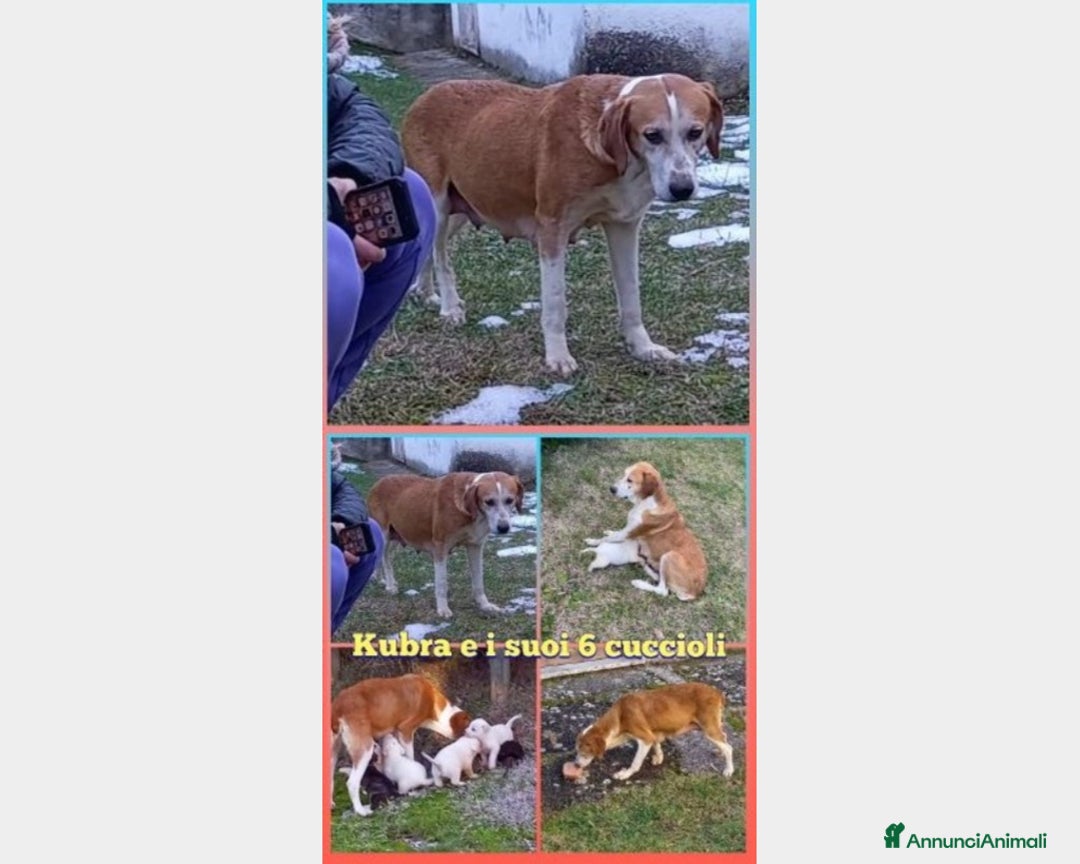 Meticcio cani in regalo: 5anni i cuccioli adottati x lei il nulla!ABRUZZO a Milano - Annuncio 3